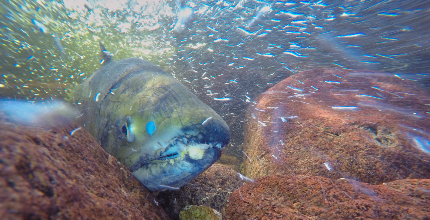 SC Streamkeepers - Spawning chim in Roberts Creek